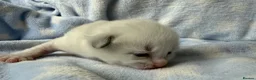 Ragdoll cats for sale: Stunning Ragdoll kittens Blue & Lilac Mitted boys  - Advert 9