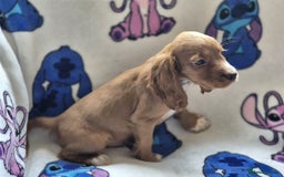 Cocker Spaniel dogs for sale: Working type cocker spaniels - last puppy! - Image 7