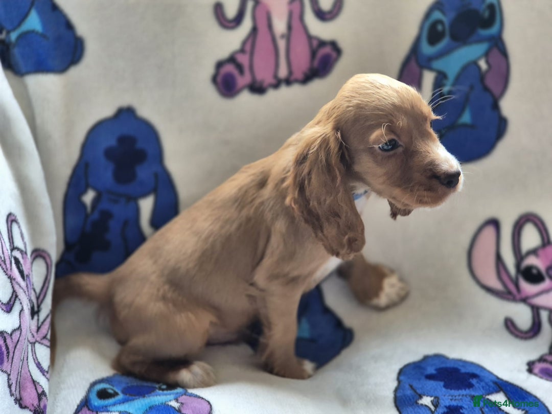 Cocker Spaniel dogs for sale: Working type cocker spaniels - last puppy! - Image 7