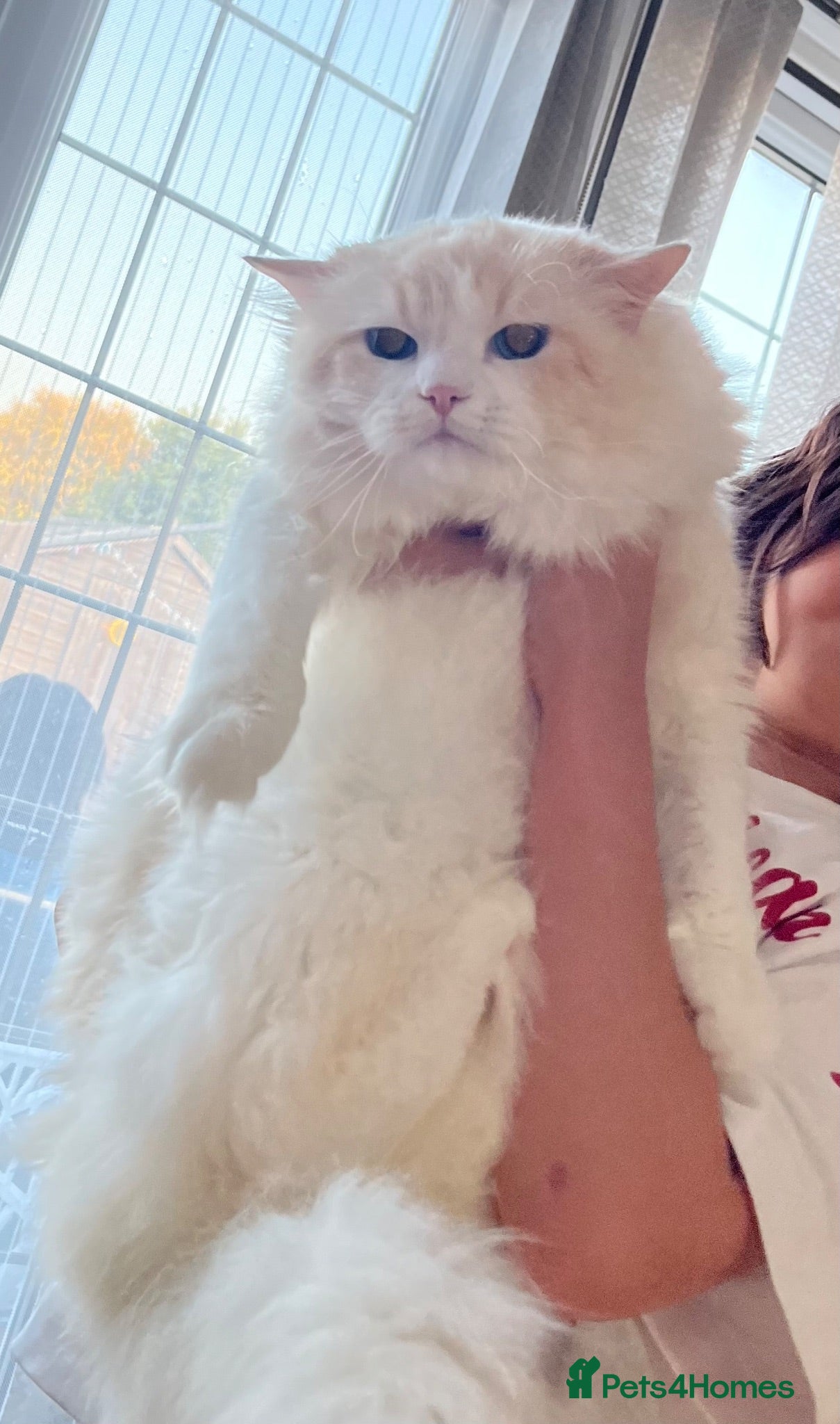 Ragdoll cats Active GCCF and TICA ragdoll male cream bi colour  - Advert 8