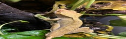 Gecko reptiles for sale: Male Crested Gecko - Advert 3