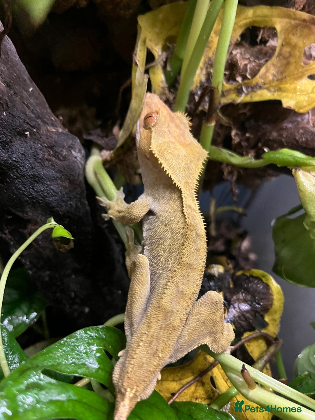 Gecko reptiles for sale: Male Crested Gecko - Advert 3