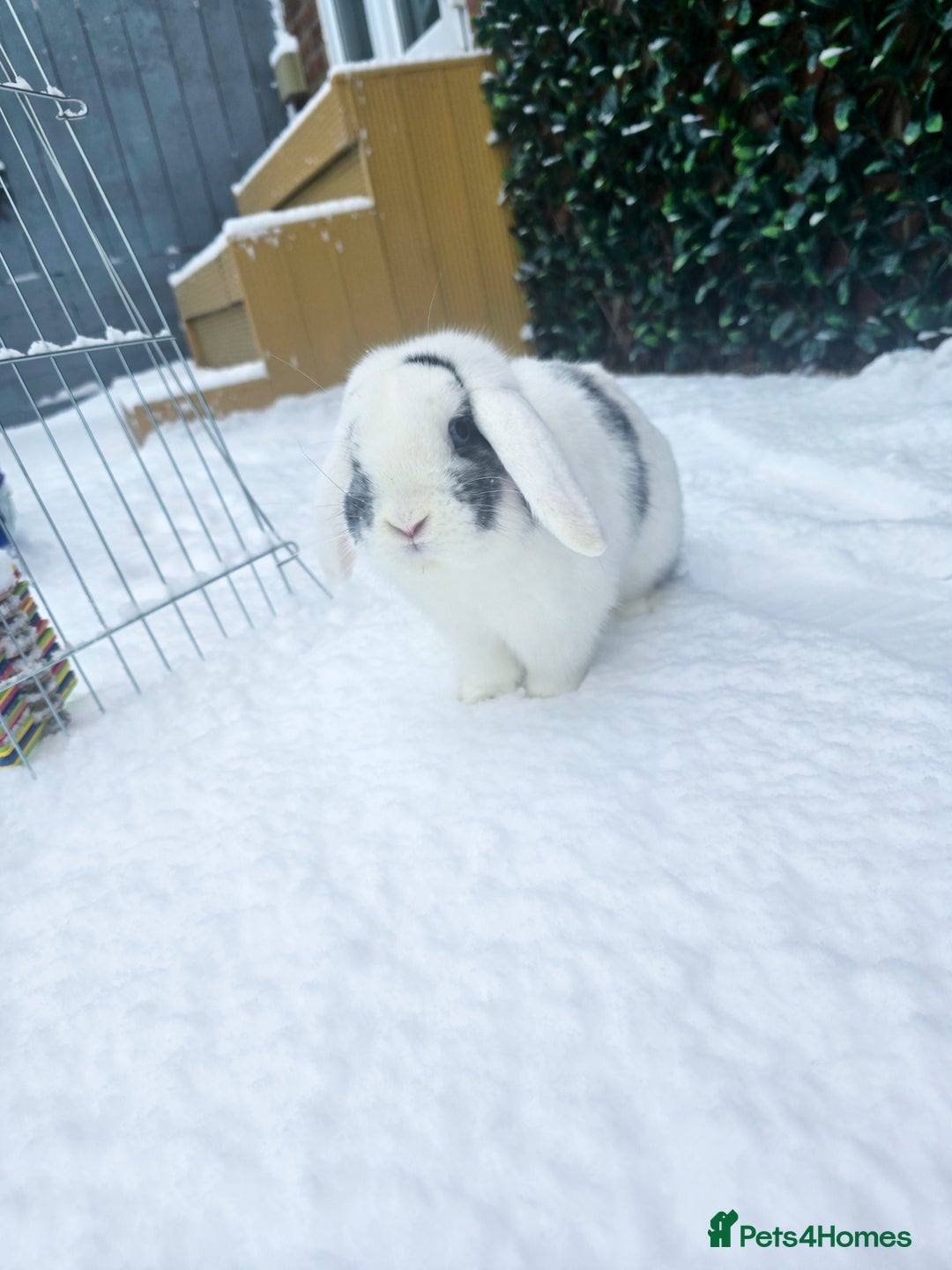 Mini Lop rabbits for sale: Beautiful mini lop Buck - Advert 6