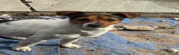 Jack Russell dogs for sale: Jack Russell bitch - Advert 5