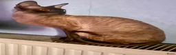 Cornish Rex cats for sale: Cornish Rex*** - Advert 1