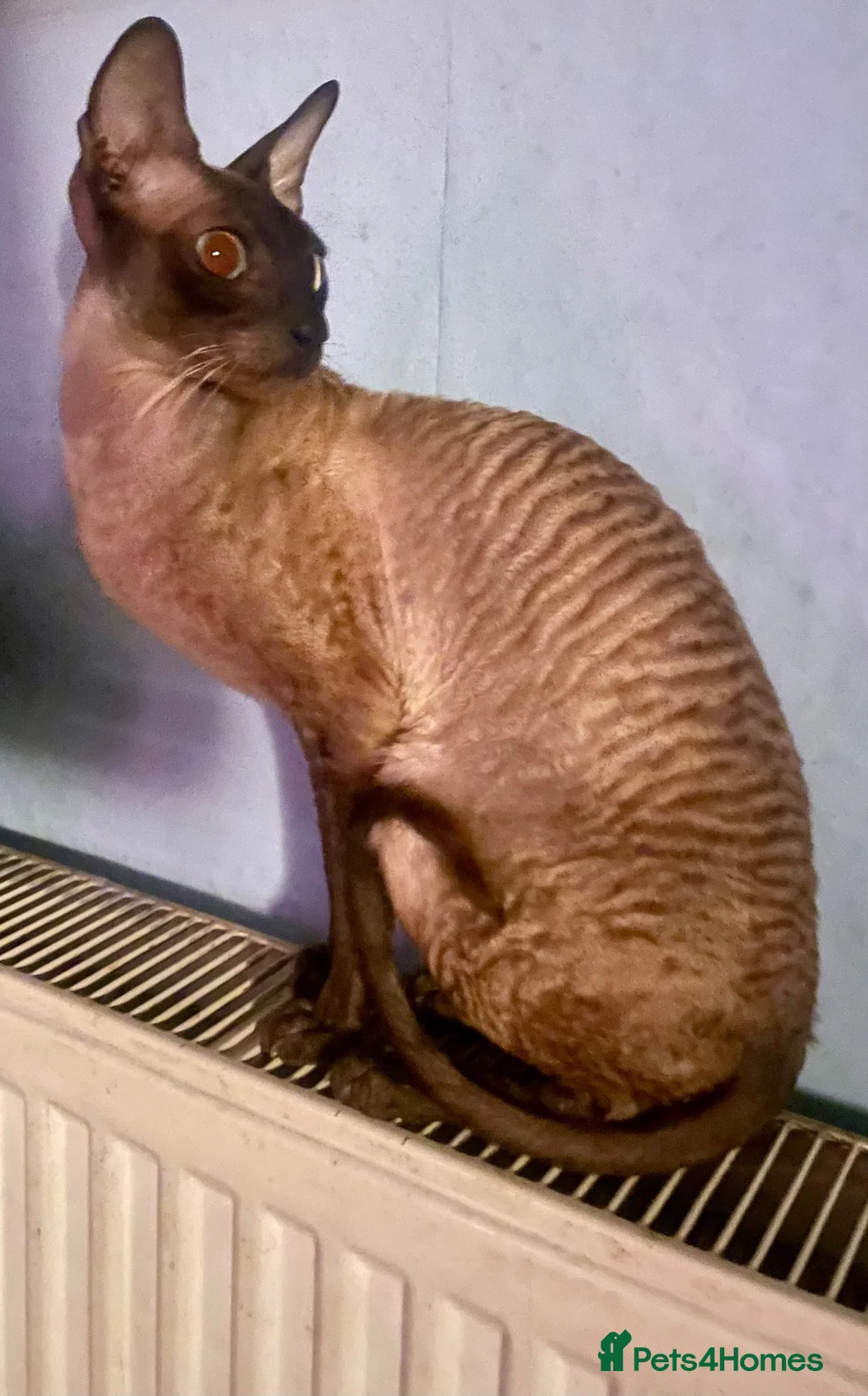 Cornish Rex cats for sale: Cornish Rex*** - Advert 1