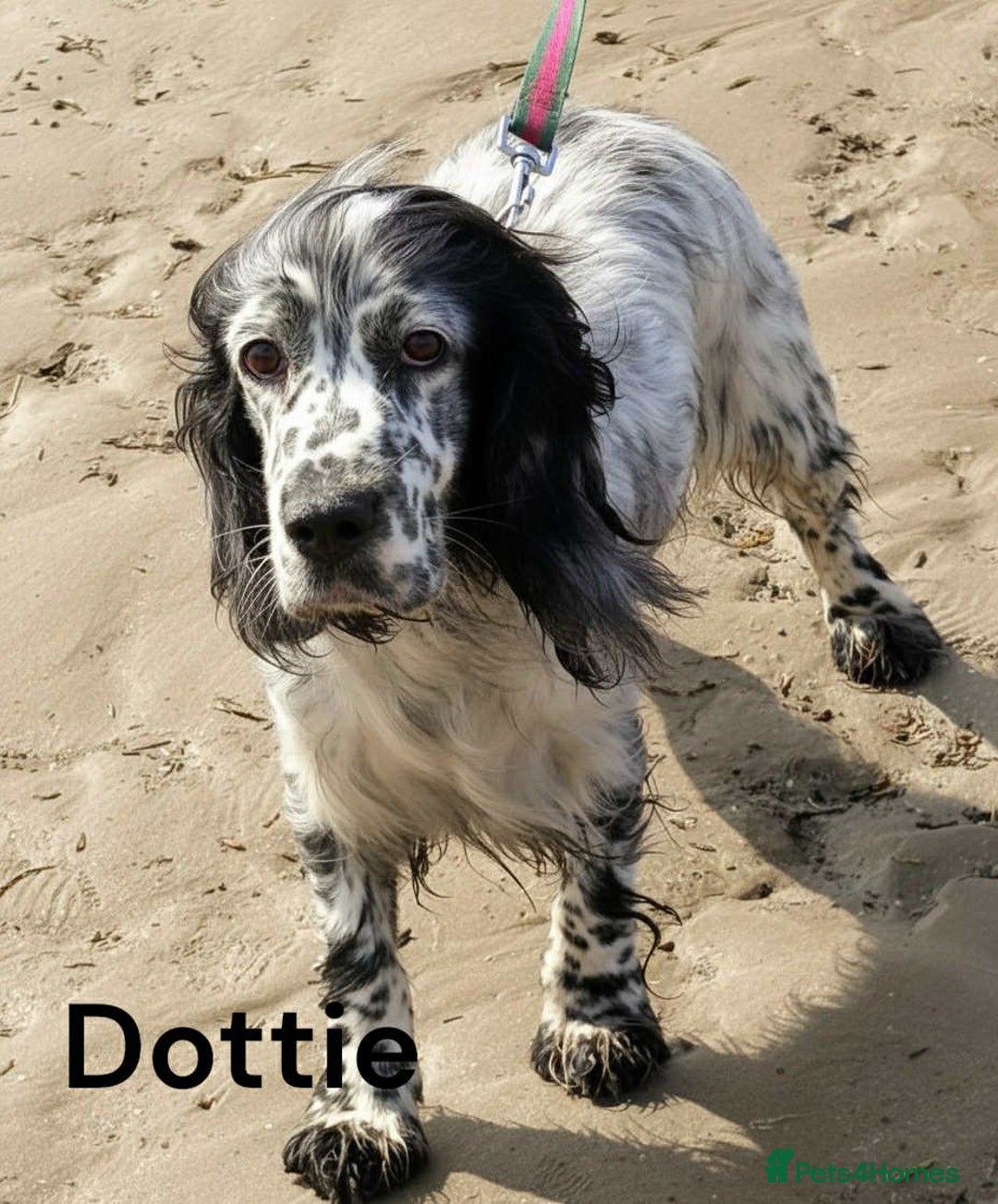 Cocker Spaniel dogs for sale: Beautiful show cocker puppies  - Advert 5