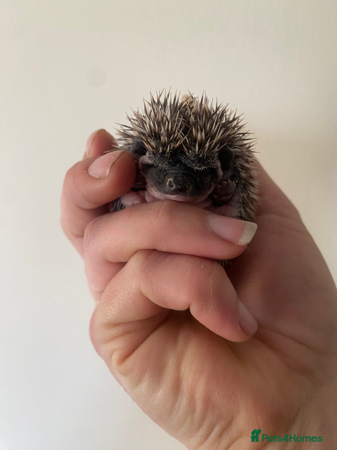 Pygmy Hedgehog rodents for sale: Stunning female hoglets for sale!  - Advert 31