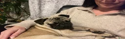 Pug dogs for sale: Male pug 1 year old  in Redcar - Advert 1