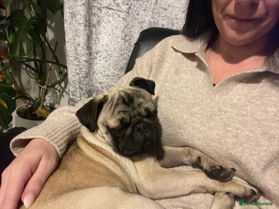 Pug dogs for sale: Male pug 1 year old  in Redcar - Advert 1