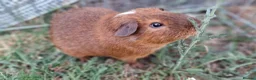 Guinea Pig rodents for sale: £20 for 2 California x male guinea pigs  - Advert 19