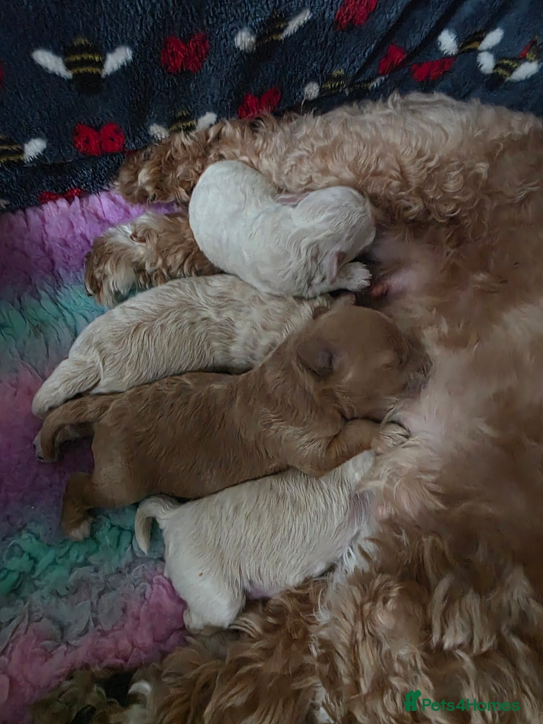 Maltipoo dogs for sale: 🐾 Beautiful Maltipoo Puppies  - Advert 12