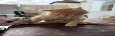 Domestic Shorthair 3