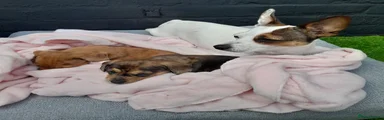 Jackshund 1