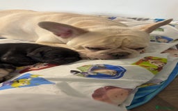 French Bulldog dogs for sale: Puppie for sale  - Image 4