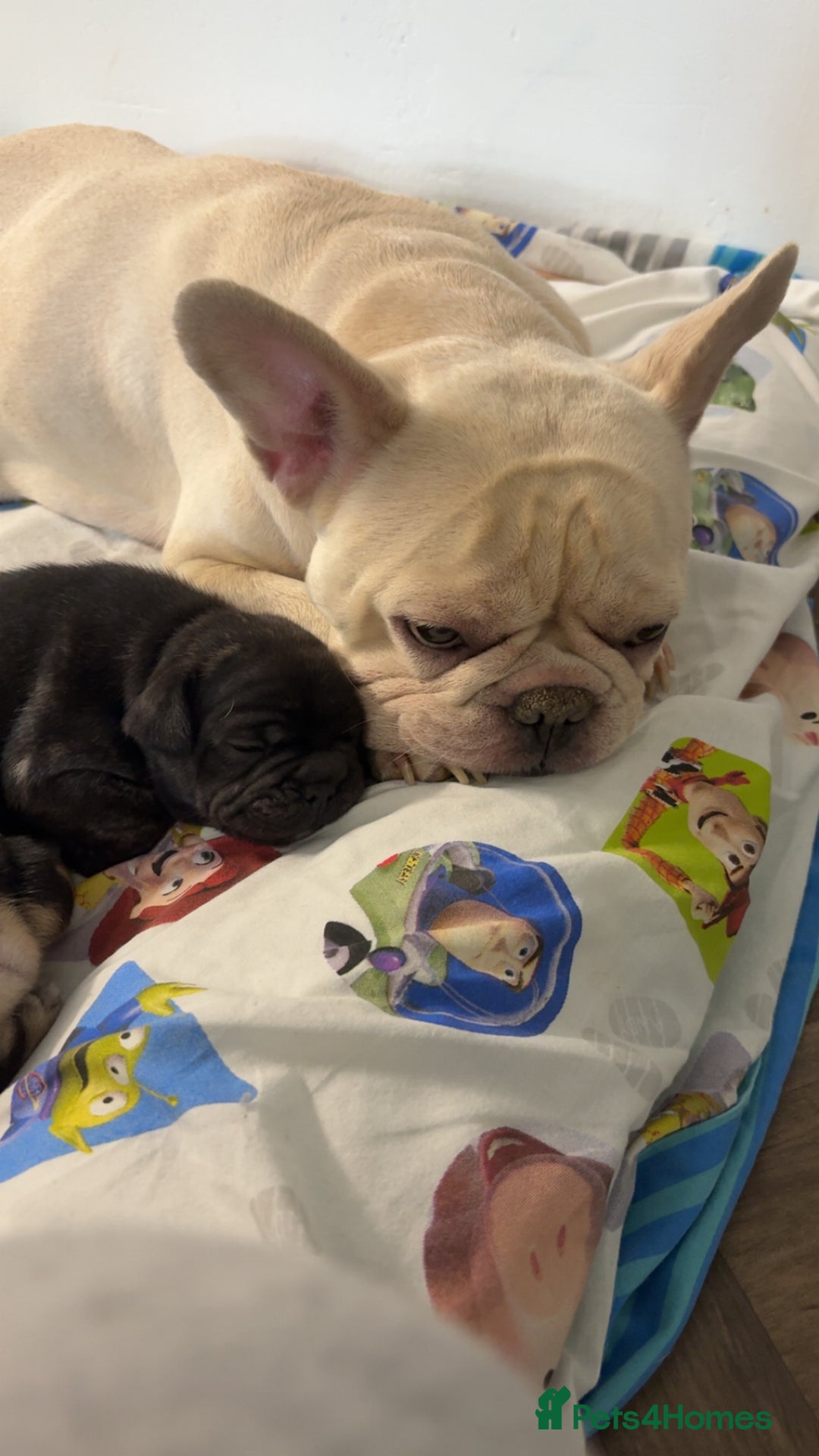 French Bulldog dogs for sale: Puppie for sale  - Image 4