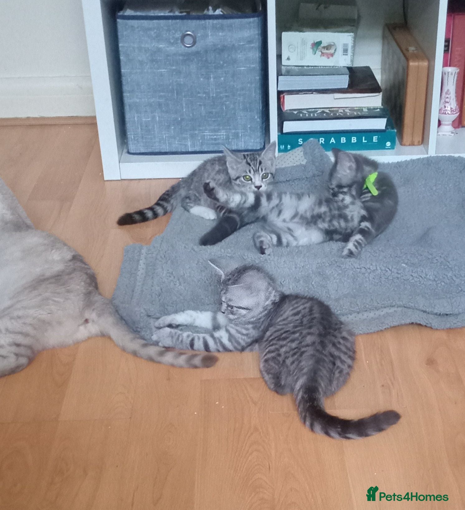 British Shorthair cats Beautiful Silver Spotted and Silver Tabby kittens. - Advert 2