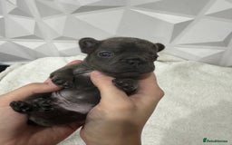 French Bulldog dogs for sale: Fluffy French Bulldog Puppies for sale - Advert 13