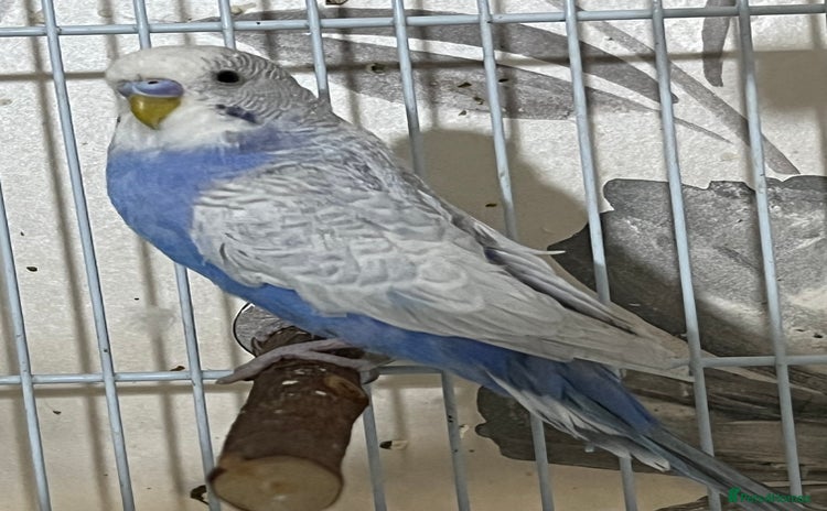 Budgerigars birds - Advert 1