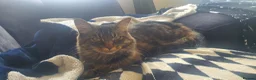 Mixed Breed cats for sale: Main coon cross cat, in Hull - Advert 2