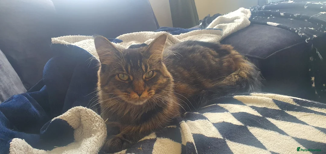 Mixed Breed cats for sale: Main coon cross cat, in Hull - Advert 2