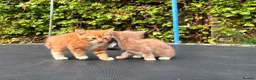 Mixed Breed cats for sale: Adorable Kittens for Sale 🐱❤️ - Advert 4