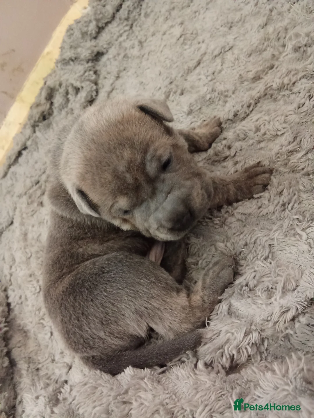 Mixed Breed dogs for sale: Sharpei cross staffies  in Pontefract - Advert 8