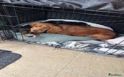 Cockalier dogs for sale: Rehoming Two Young Female Spaniels  - Image 3