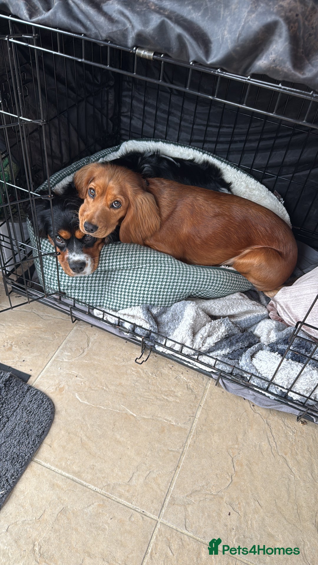 Cockalier dogs for sale: Rehoming Two Young Female Spaniels  - Image 3