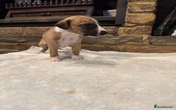 Whippet dogs for sale: Stunning whippets JUST ONE BOY LEFT - Image 16