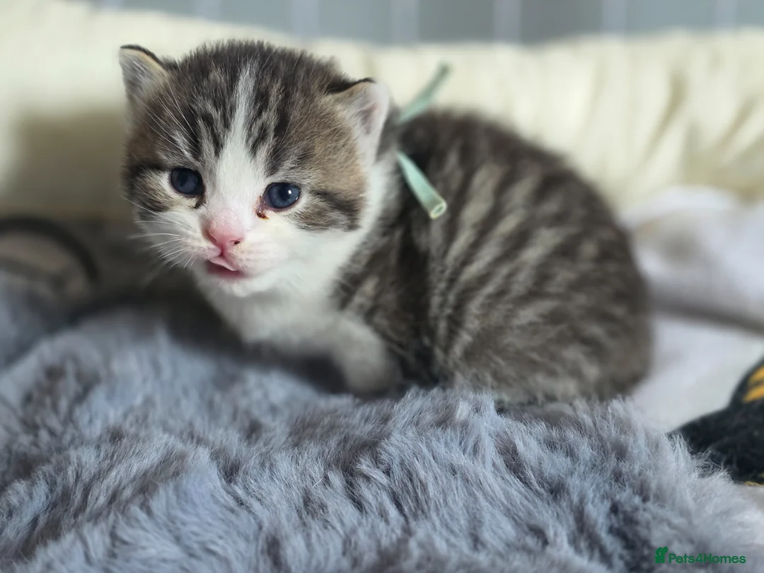 British Shorthair cats for sale: Half BSH kittens  - Advert 14