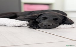 Labrador Retriever dogs for sale: 4 month old Black Labrador  - Image 1