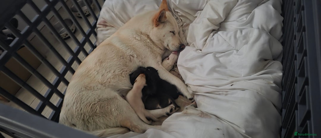 Mixed Breed dogs for sale: Chowski pups for sale - Image 1