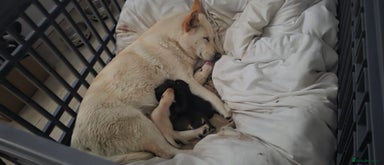 Mixed Breed dogs - Advert 10