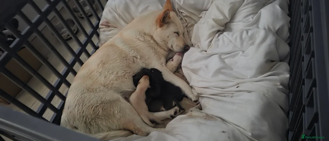 Mixed Breed dogs for sale: adorable male Chowski pup for sale - Advert 12