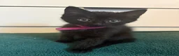 Mixed Breed cats for sale: 4 gorgeous black female kittens 🖤 - Advert 13