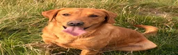 Labrador Retriever dogs for sale: KC reg Labrador , health tested parents  - Advert 7