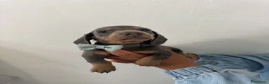 Dachshund 4