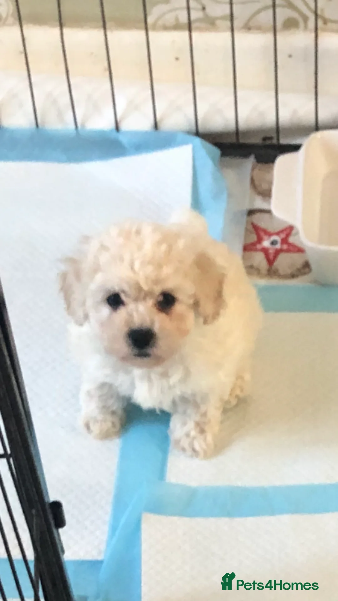 Poochon dogs for sale: Poochon pups for sale  - Advert 2