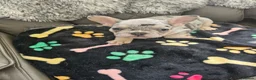 French Bulldog dogs for sale: French Bulldog Puppies - Advert 11