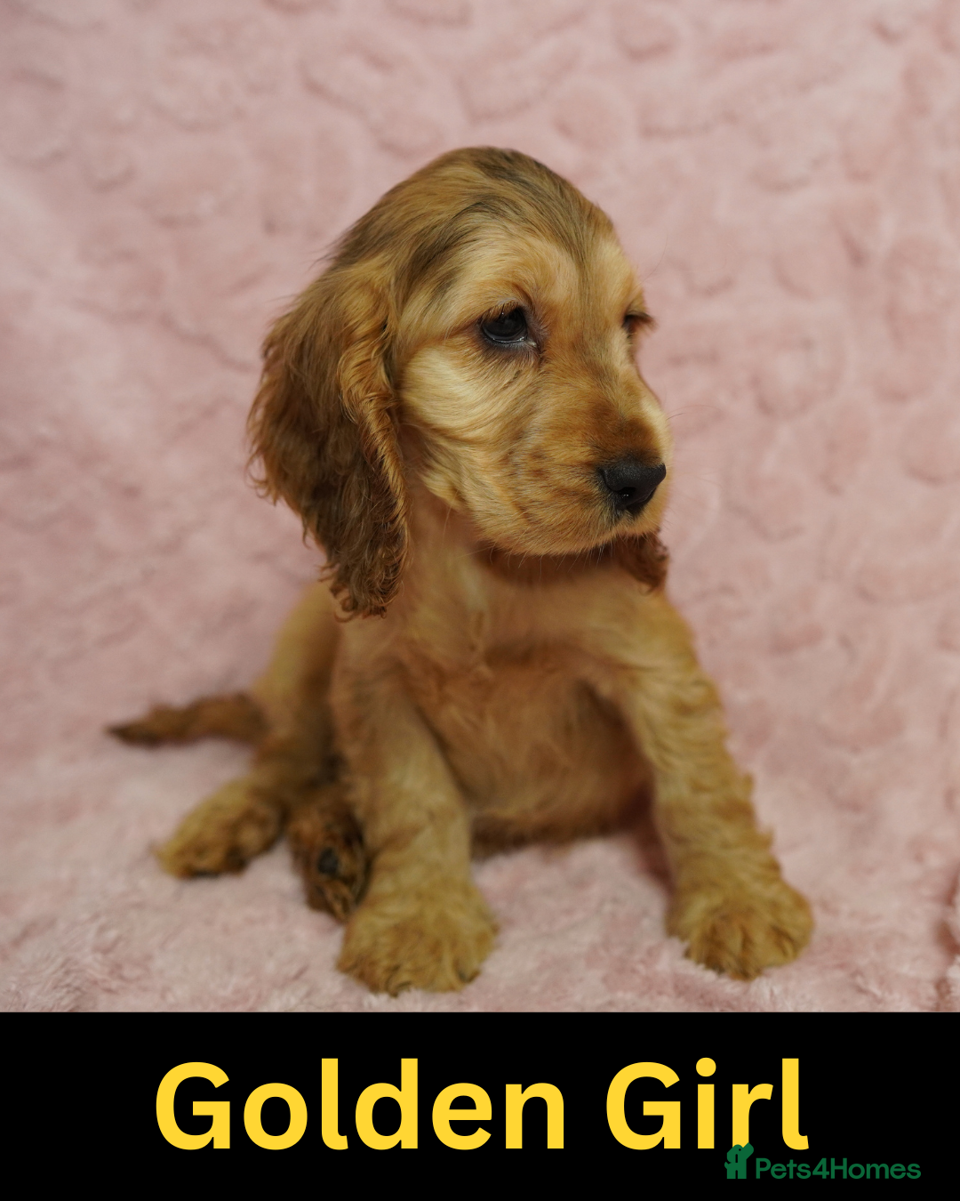 Cocker Spaniel dogs Quality, Show type, Cocker spaniel puppies. - Advert 3