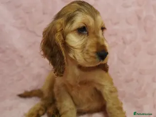 Cocker Spaniel dogs Quality, Show type, Cocker spaniel puppies. - Advert 3