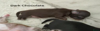 Chihuahua 4