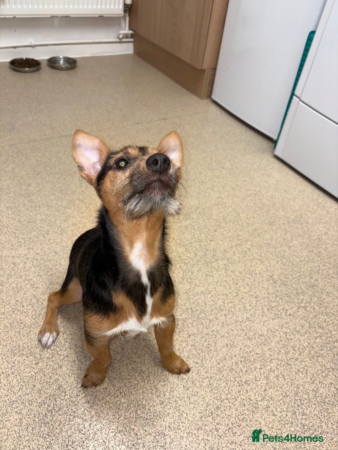 Jack Russell dogs for sale: Jack Russell boy  - Advert 3