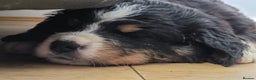 Bernese Mountain Dog dogs for sale: Symphony flam KC Bernese Mountain Puppies - Advert 6