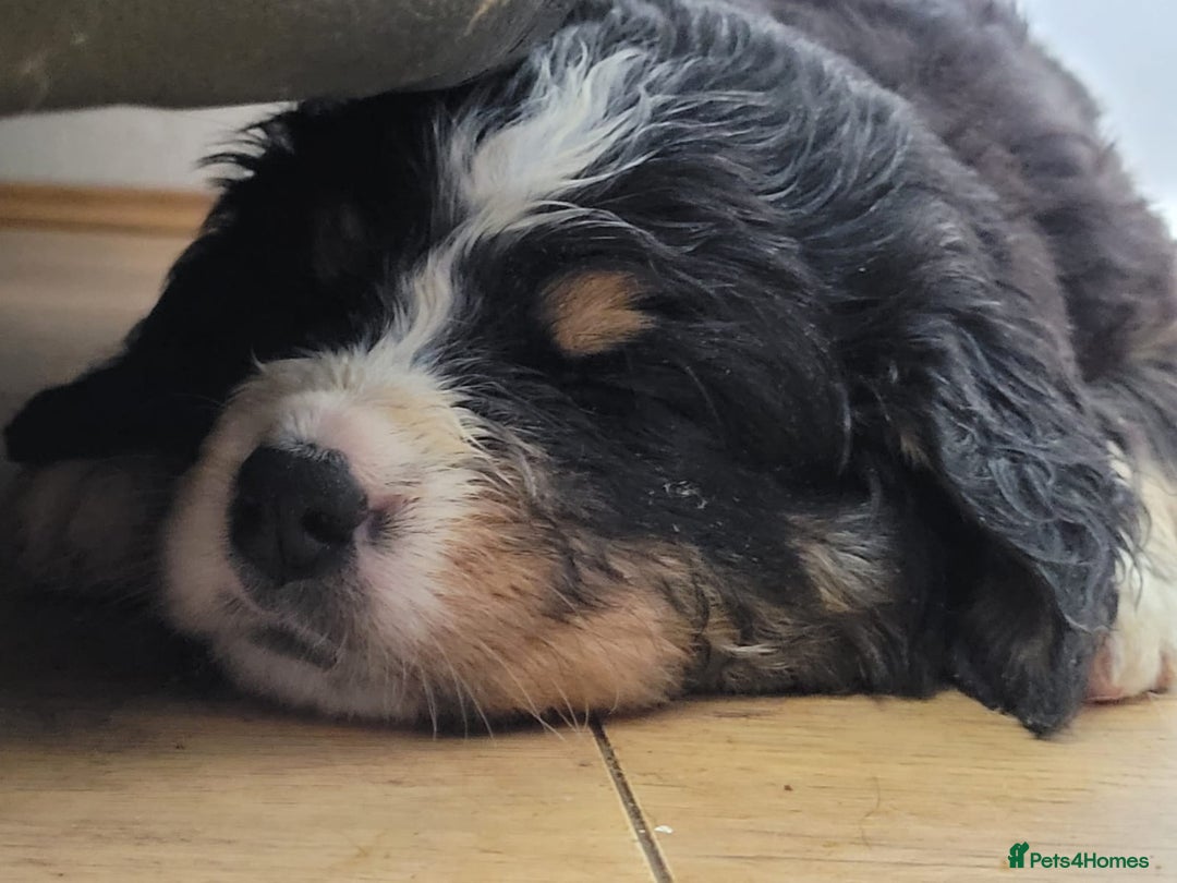 Bernese Mountain Dog dogs for sale: Symphony flam KC Bernese Mountain Puppies - Advert 6