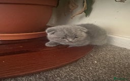 Scottish Fold cats for sale: Scottish fold - Image 11