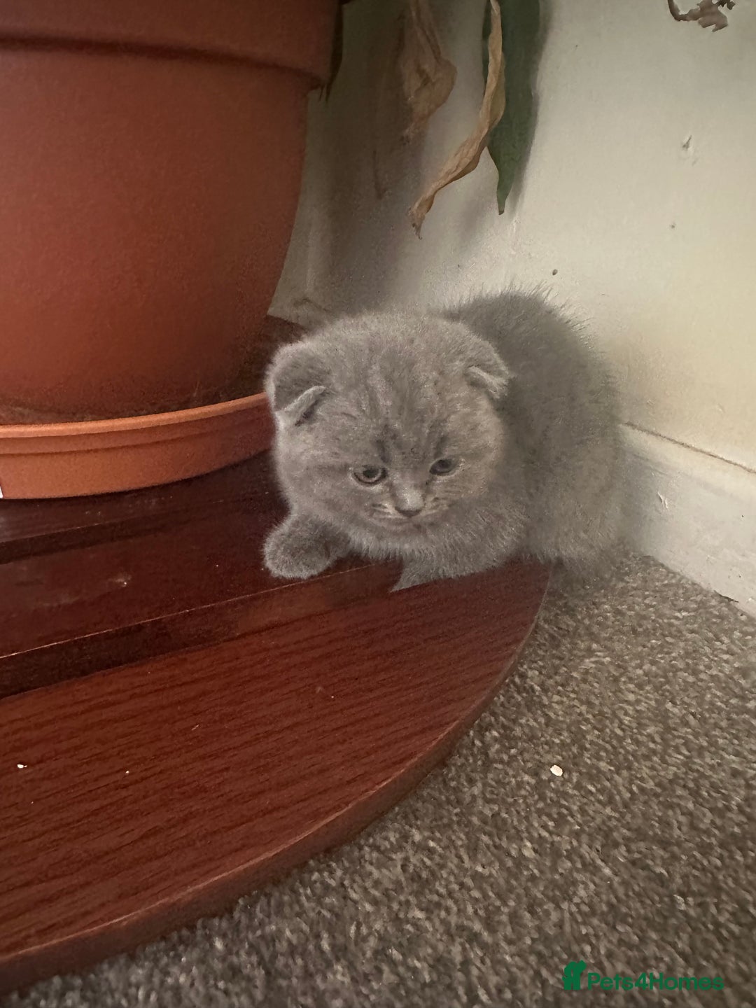Scottish Fold cats for sale: Scottish fold - Image 11