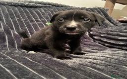 Mixed Breed dogs for sale: Cane Corso-Belgian Malanois cross American Bulldog - Advert 10