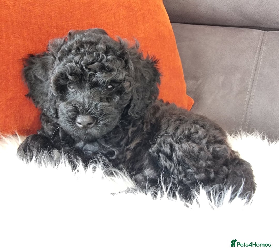 Cockapoo dogs for sale: Adorable best friend pups, sold fully vaccinated - Image 7